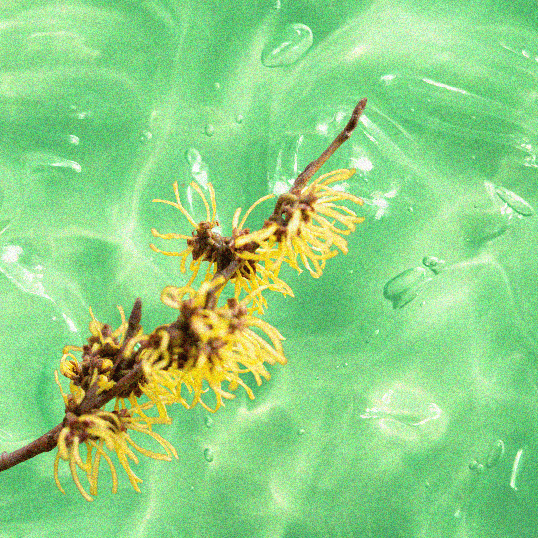 Witch Hazel vs. Aloe Vera: Which Natural Remedy Works Best for Hemorrh