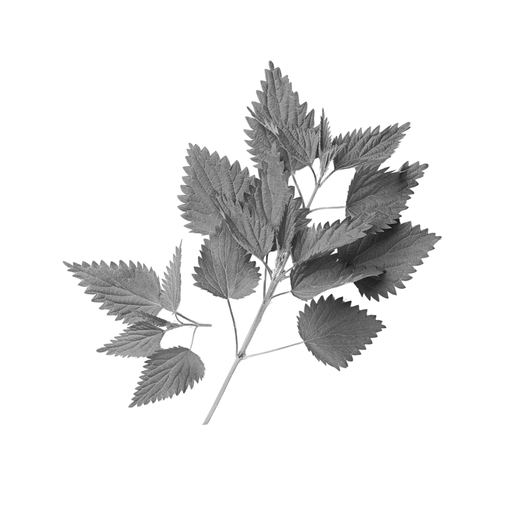 Nettle Leaf
